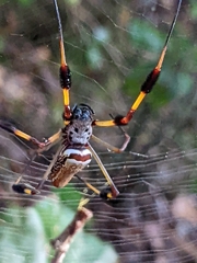 Trichonephila clavipes