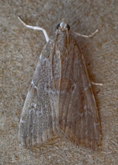 Elophila gyralis