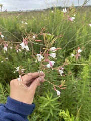 Oenothera gaura