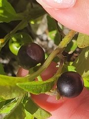 Solanum emulans