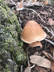 Pluteus cervinus