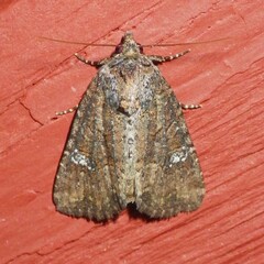 Mesapamea fractilinea