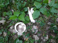 Agaricus sylvicola