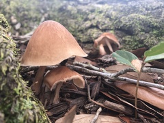 Pluteus cervinus