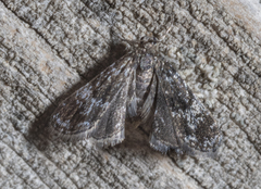 Elophila tinealis