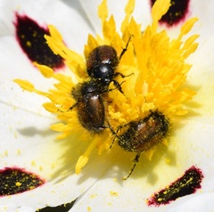 Chasmatopterus