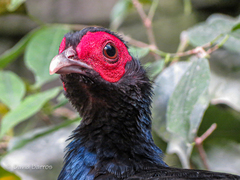 Edwards's Pheasant photo 3