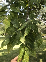 Celtis occidentalis