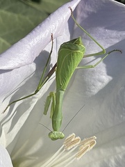 Stagmomantis limbata