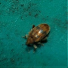 Orchestes steppensis