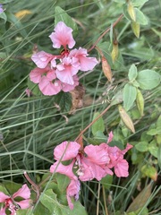 Clarkia unguiculata