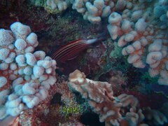 Sargocentron diadema