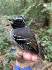 Myrmoborus myotherinus