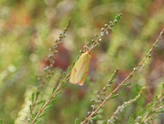 Diacrisia sannio