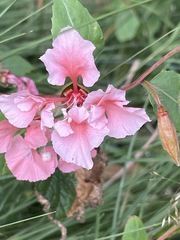Clarkia unguiculata