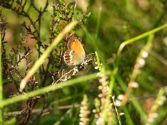 Coenonympha arcania