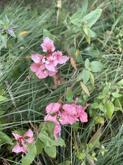 Clarkia unguiculata