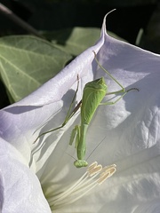 Stagmomantis limbata