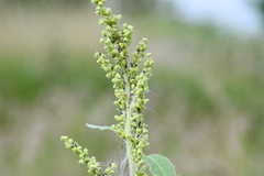 Aphis