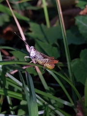 Gomphocerippus rufus