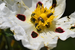 Chasmatopterus