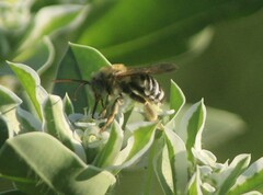 Melissodes comptoides