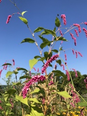 Persicaria orientalis