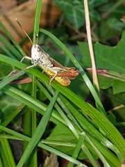 Gomphocerippus rufus