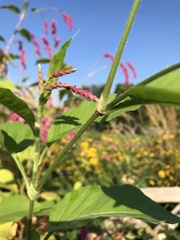 Persicaria orientalis