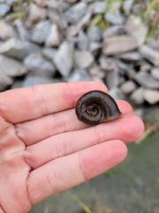 Planorbella trivolvis