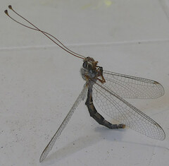 Bubopsis agrionoides