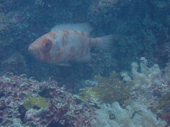 Priacanthidae