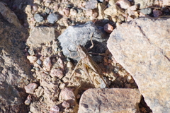 Platycleis albopunctata