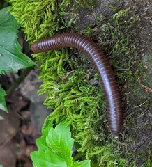 Narceus americanus