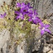 Campanula ramosissima - Photo (c) Jakob Fahr, some rights reserved (CC BY-NC), uploaded by Jakob Fahr