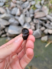 Planorbella trivolvis