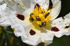 Chasmatopterus