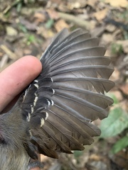 Myrmoborus myotherinus