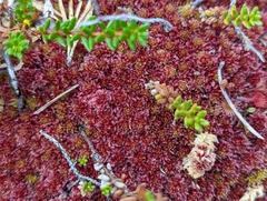 Sphagnum capillifolium