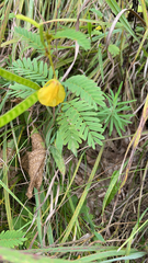 Chamaecrista
