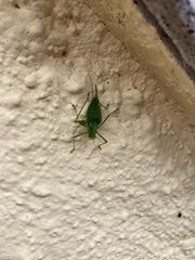 Leptophyes punctatissima