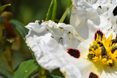 Chasmatopterus