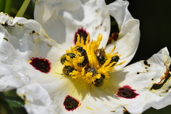 Chasmatopterus