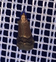 Eulogia ochrifrontella