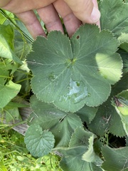 Alchemilla mollis
