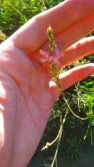 Onobrychis viciifolia