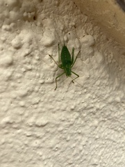 Leptophyes punctatissima