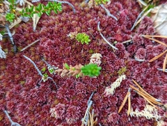 Sphagnum capillifolium