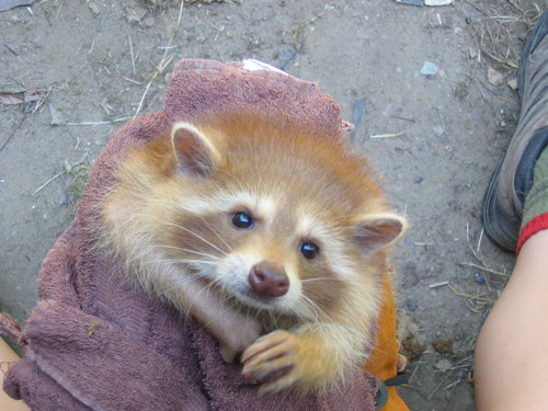 Common Raccoon photographed in Ohio