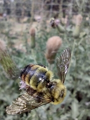 Bombus rufocinctus
